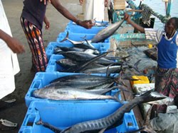 Yemen, Eritrea talks on cooperation in fisheries sector Yemen, Eritrea talks on cooperation in fisheries sector